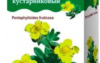 Польза и вред курильского чая. Правила заваривания Польза и вред курильского чая. Правила заваривания