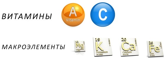 Витамины и макроэлементы мелиссы