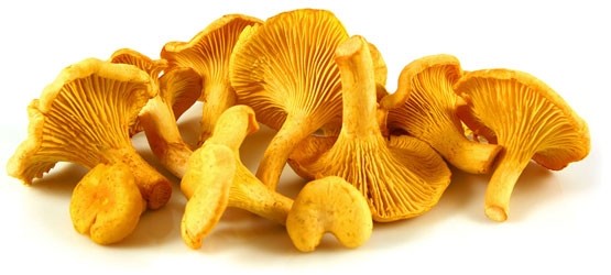 Польза лисичек