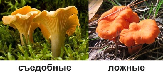 съедобные и ядовитые лисички